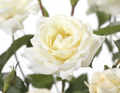 Rosa ‘True Love’ - grootbloemige roos