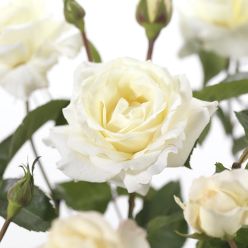 Rosa ‘True Love’ - grootbloemige roos