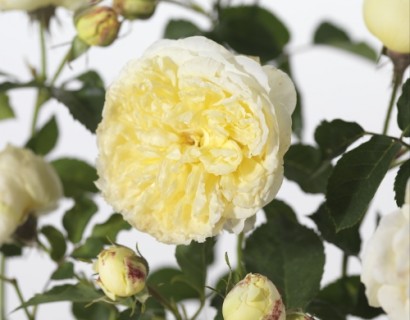 Rosa ‘The Pilgrim’ - David Austin roos