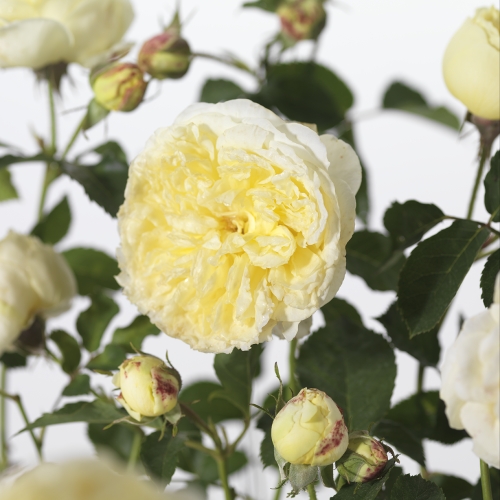 Rosa ‘The Pilgrim’ - David Austin roos