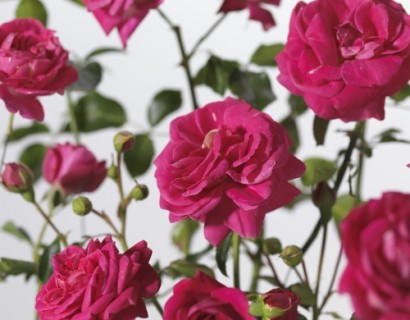 Rosa ‘Topkapi Palace’ stam - stamroos