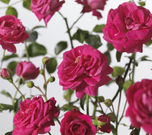 Rosa ‘Topkapi Palace’ stam - stamroos