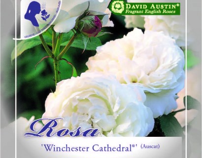 Rosa ‘Winchester Cathedral’ - David Austin roos