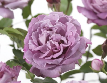 Rosa ‘Waltz Time’ - grootbloemige roos
