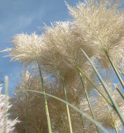 Cortaderia selloana ‘Evita’ - pampasgras