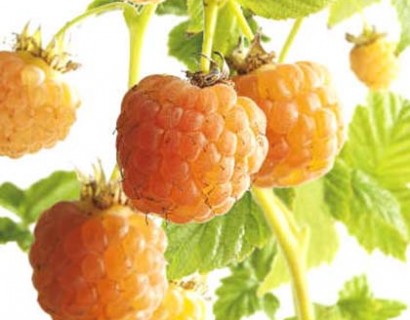 Rubus idaeus ‘Fallgold’ - gele herfstframboos