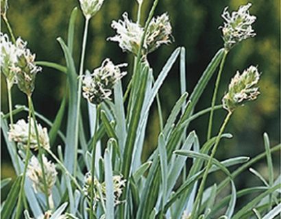 Sesleria caerulea pot 2 liter