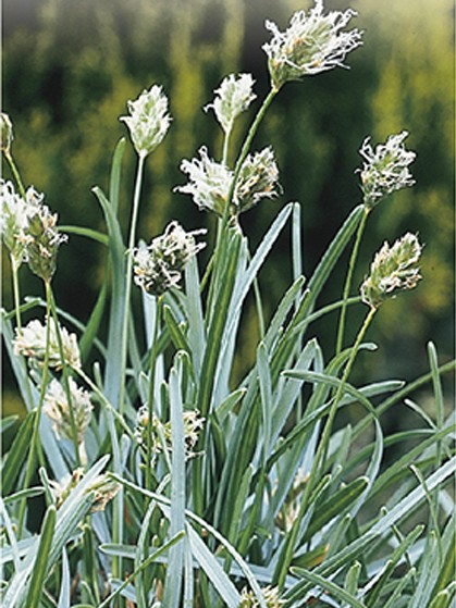 Sesleria caerulea pot 2 liter