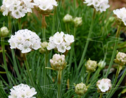 Armeria maritima ‘Alba’ - Engels gras