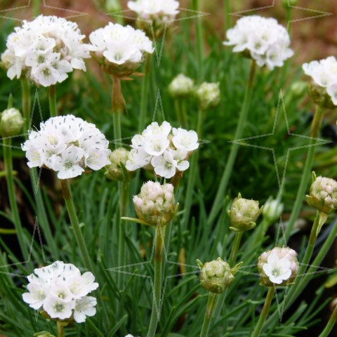 Armeria maritima ‘Alba’ - Engels gras