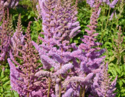 Astilbe chinensis ‘Pumila’ - pluimspirea