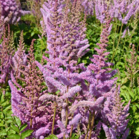 Astilbe chinensis ‘Pumila’ - pluimspirea