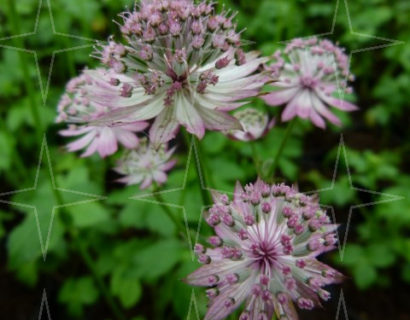 Astrantia major - zeeuws knoopje