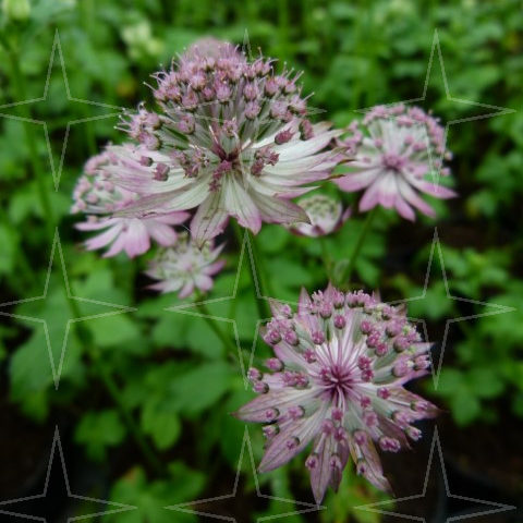 Astrantia major - zeeuws knoopje