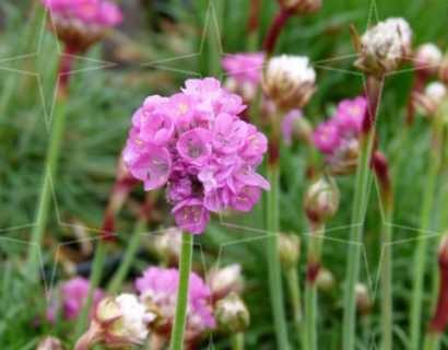 Armeria maritima ‘Splendens Perfecta’ - Engels gras