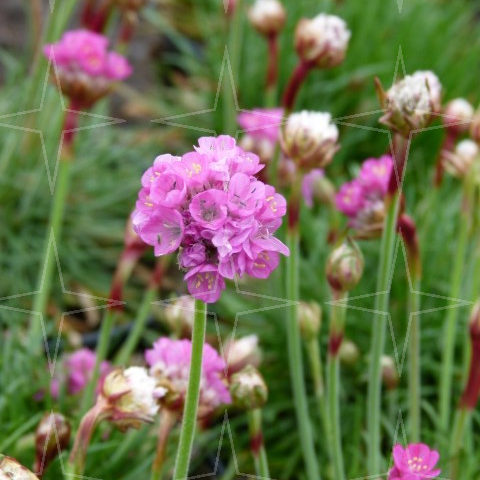 Armeria maritima ‘Splendens Perfecta’ - Engels gras