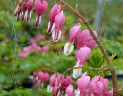 Dicentra spectabilis (grote pot) - gebroken hartje