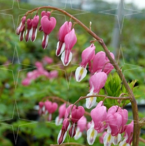 Dicentra spectabilis (grote pot) - gebroken hartje