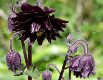 Aquilegia ‘Black Barlow’  (grote pot)