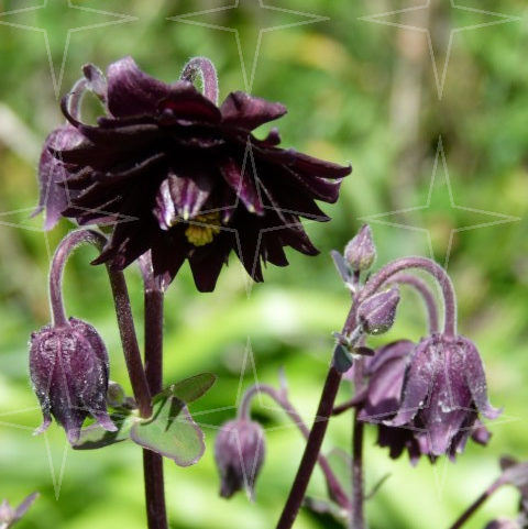 Aquilegia ‘Black Barlow’  (grote pot) - akelei