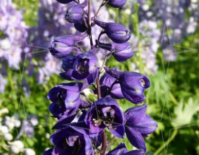 Delphinium (P) ‘Black Knight’ - ridderspoor