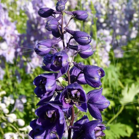 Delphinium (P) ‘Black Knight’ - ridderspoor