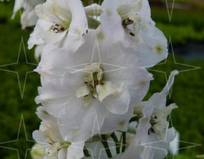 Delphinium (P) ‘Galahad’ - ridderspoor