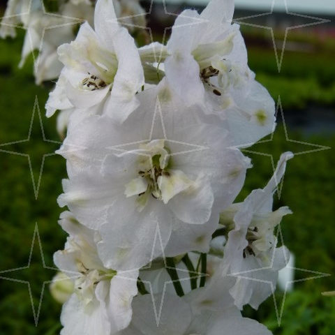 Delphinium (P) ‘Galahad’ - ridderspoor