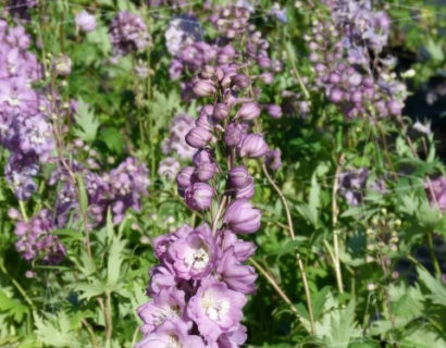 Delphinium (P) ‘Astolat’ - ridderspoor