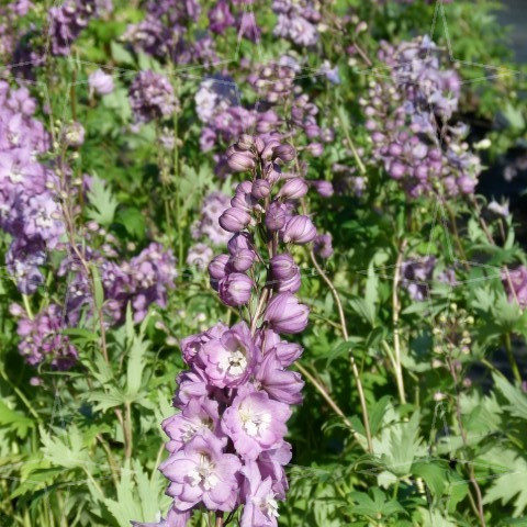 Delphinium (P) ‘Astolat’ - ridderspoor