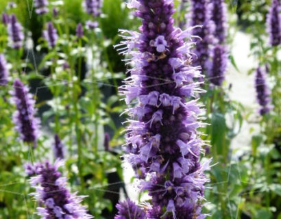 Agastache ‘Black Adder’ - anijsplant, dropplant