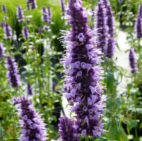 Agastache ‘Black Adder’ - anijsplant, dropplant