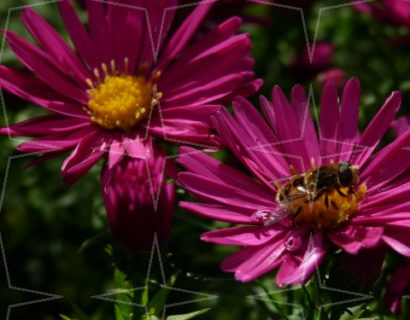 Aster novi-belgii ‘Crimson Brocade’ - herfstaster