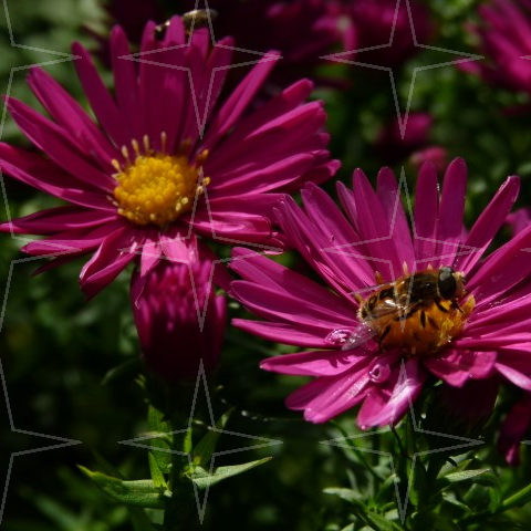 Aster novi-belgii ‘Crimson Brocade’ - herfstaster