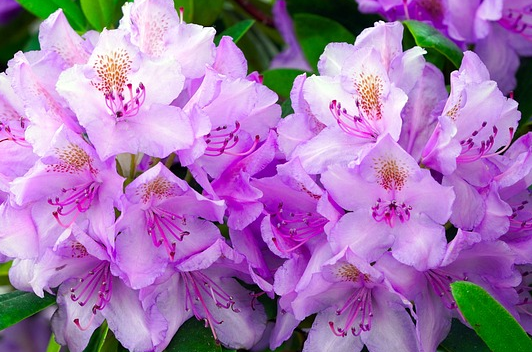 Rhododendron impeditum - dwergrhododendron