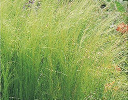 Stipa tenuifolia ‘Pony Tails’ - Vedergras