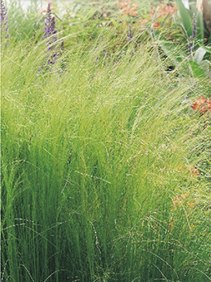 Stipa tenuifolia ‘Pony Tails’ - Vedergras