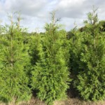 De beste coniferen planten voor een haag: Thuja plicata ‘Martin’.