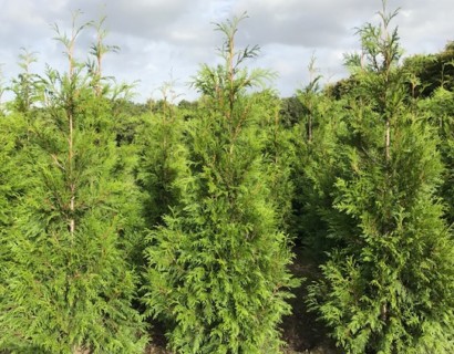 Thuja plicata ‘Martin’ - levensboom, groene haagconifeer