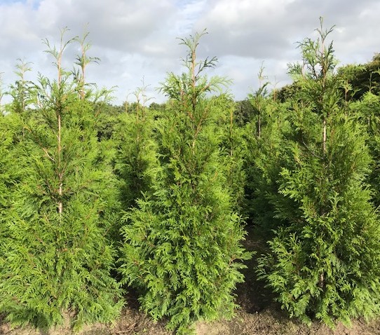 Thuja plicata ‘Martin’ - levensboom, groene haagconifeer