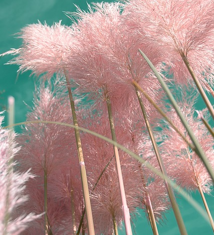 Cortaderia selloana ‘Rosea’ - pampasgras