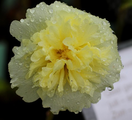 Alcea rosea ‘Charters Double Yellow’ (grote pot) - stokroos