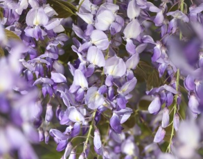 Wisteria sinensis ‘Prolific’ - blauwe regen