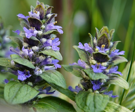 Ajuga reptans - zenegroen