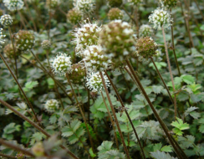 Acaena buchananii - stekelnootje