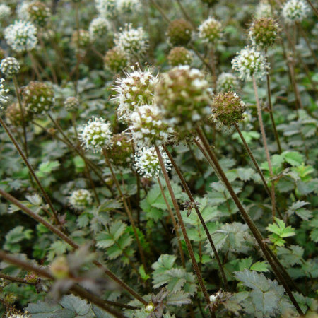 Acaena buchananii - stekelnootje