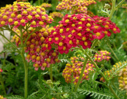 Achillea millefolium ‘Paprika’ - duizendblad