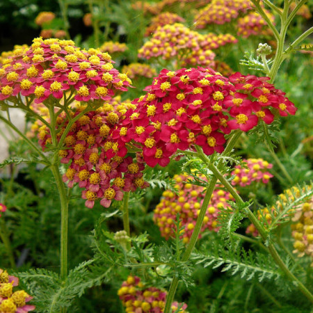 Achillea millefolium ‘Paprika’ - duizendblad