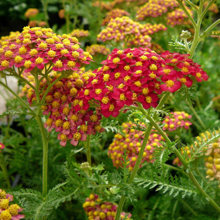 Achillea millefolium ‘Paprika’ - duizendblad