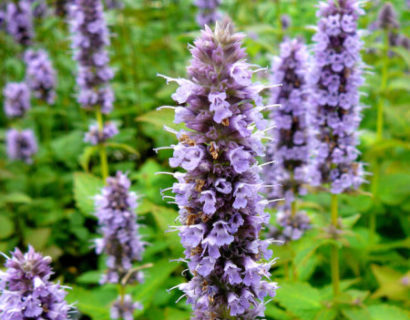 Agastache foeniculum ‘Blue Fortune’ - anijsplant, dropplant